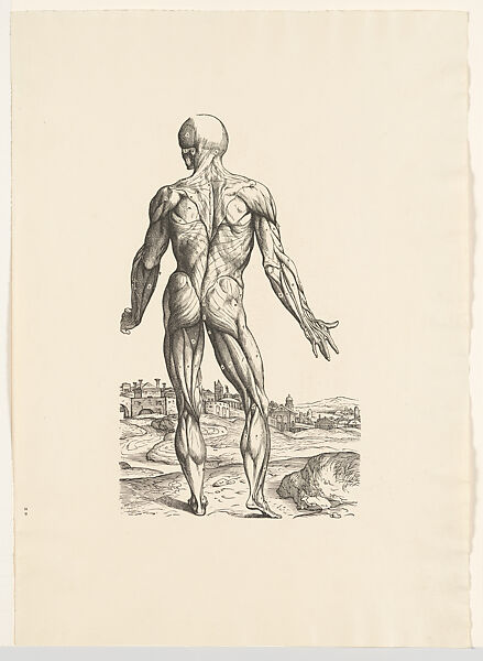 Anatomical study of a man seen from Behind, from Icones Anatomicae (New York Academy of Medicine and Munich, University Library, 1934), John of Calcar (John Stephen Calcar) Netherlandish, Woodcut