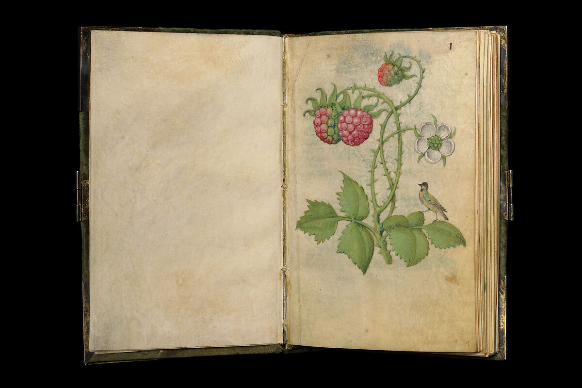 Book of Flower Studies, Master of Claude de France, Opaque water color, organic glazes, gold and silver paint, iron and carbon-based ink and charcoal on parchment, French