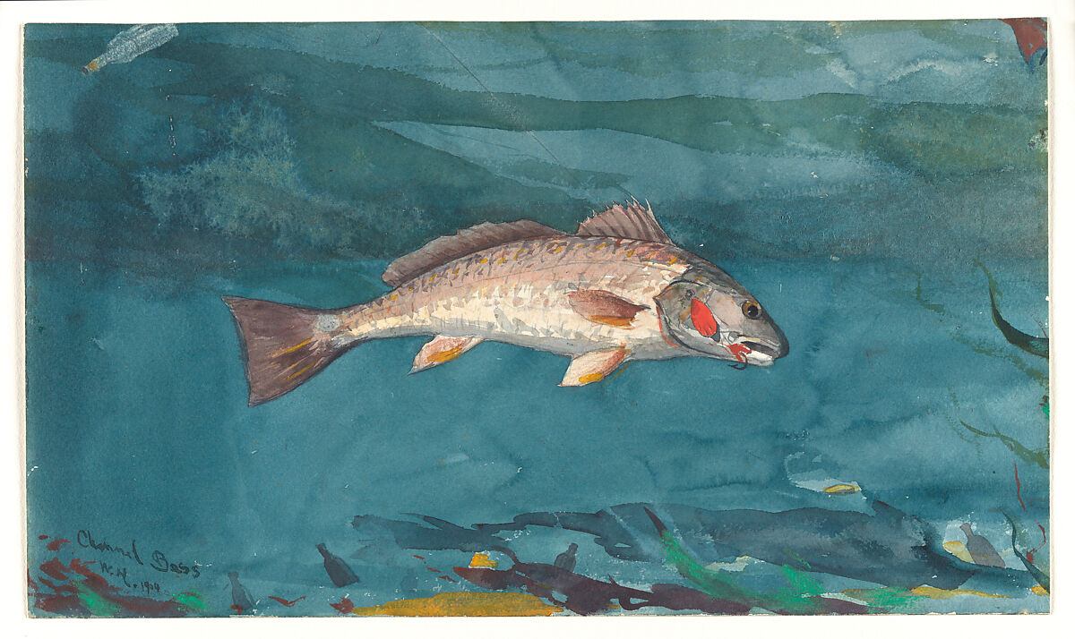 Channel Bass, Winslow Homer American, Watercolor and graphite on white wove paper, American