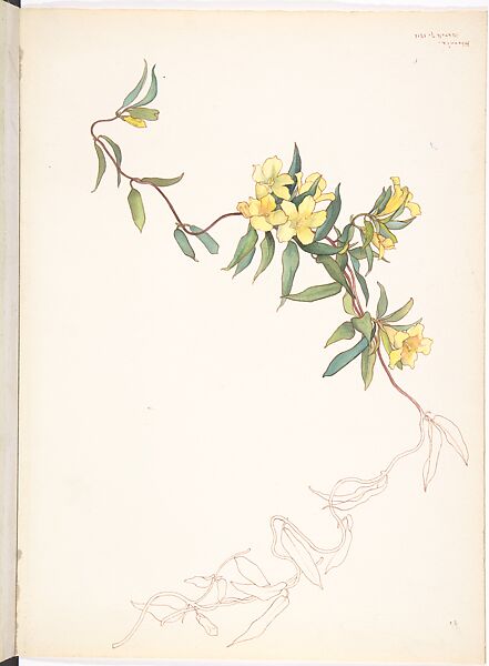 Yellow Jessamine (Gelsemium Sempervirens), Margaret Neilson Armstrong American, Watercolor and brown ink over graphite with details in brown ink
