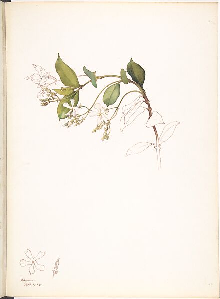 Star Jasmine (Trachelospermum Jasminoides), Margaret Neilson Armstrong American, Watercolor and brown ink over graphite, with details in brown ink