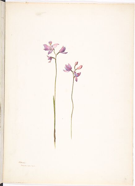 Bearded Grasspink (Calopogon Barbatus), Margaret Neilson Armstrong American, Watercolor and brown ink over graphite