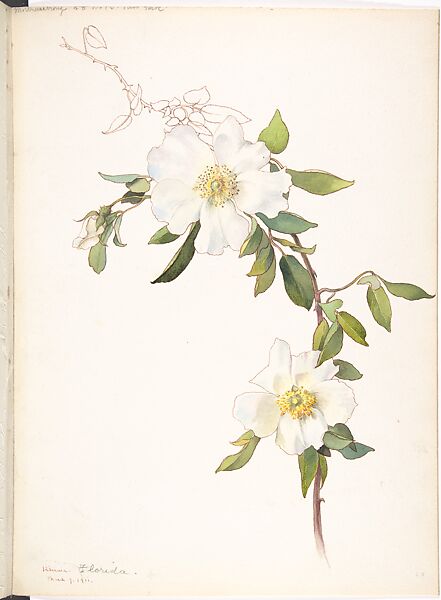 Cherokee Rose (Rosa laevigata), Margaret Neilson Armstrong American, Watercolor and brown ink over graphite