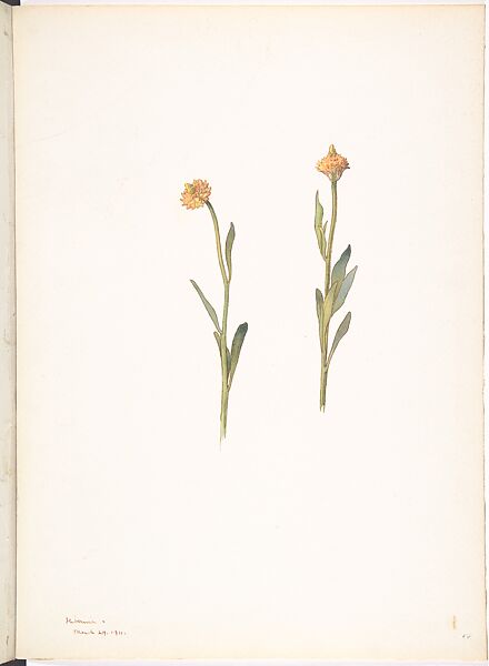 Orange Milkwort (Polygala Lutea), Margaret Neilson Armstrong American, Watercolor and brown ink over graphite