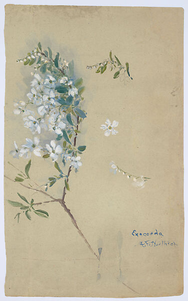 Drawing of Exochorda, Agnes F. Northrop  American, Transparent and opaque watercolor and graphite on paper, American